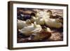 Ducks on a Riverbank-Alexander Koester-Framed Giclee Print