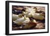 Ducks on a Riverbank-Alexander Koester-Framed Giclee Print