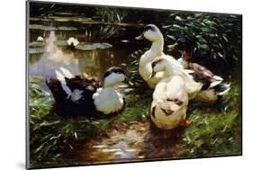 Ducks on a Riverbank-Alexander Koester-Mounted Giclee Print