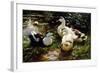 Ducks on a Riverbank-Alexander Koester-Framed Giclee Print