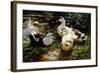 Ducks on a Riverbank-Alexander Koester-Framed Giclee Print