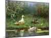 Ducks on a Riverbank-David Adolph Constant Artz-Mounted Giclee Print