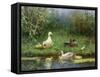 Ducks on a Riverbank-David Adolph Constant Artz-Framed Stretched Canvas