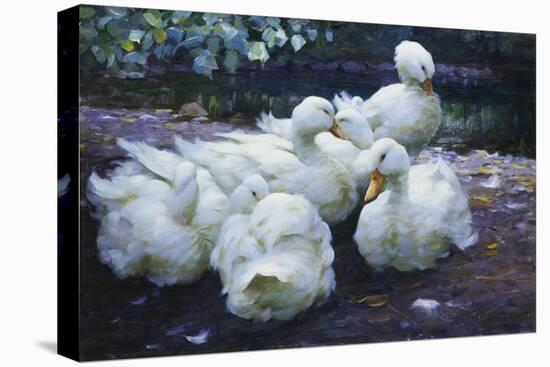 Ducks on the Bank of a River-Alexander Max Koester-Stretched Canvas