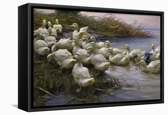 Ducks on the Lakeshore-Alexander Koester-Framed Stretched Canvas