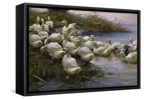 Ducks on the Lakeshore-Alexander Koester-Framed Stretched Canvas