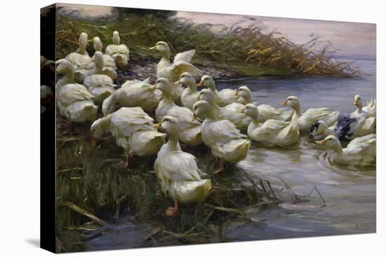 Ducks on the Lakeshore-Alexander Koester-Stretched Canvas