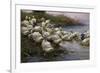 Ducks on the Lakeshore-Alexander Koester-Framed Giclee Print