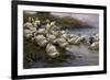 Ducks on the Lakeshore-Alexander Koester-Framed Giclee Print