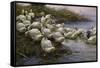 Ducks on the Lakeshore-Alexander Koester-Framed Stretched Canvas