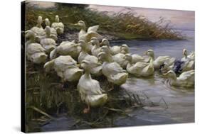 Ducks on the Lakeshore-Alexander Koester-Stretched Canvas