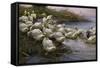 Ducks on the Lakeshore-Alexander Koester-Framed Stretched Canvas