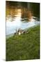 Ducks on the Pond-Karyn Millet-Mounted Photographic Print