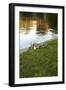 Ducks on the Pond-Karyn Millet-Framed Photographic Print