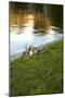 Ducks on the Pond-Karyn Millet-Mounted Photographic Print