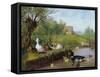 Ducks on the River Bank-Carl Jutz-Framed Stretched Canvas