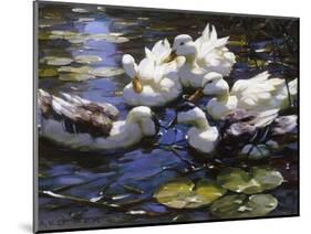 Ducks on the River-Alexander Max Koester-Mounted Premium Giclee Print