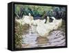 Ducks Paddling-Paul Gribble-Framed Stretched Canvas