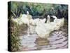 Ducks Paddling-Paul Gribble-Stretched Canvas