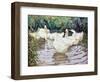 Ducks Paddling-Paul Gribble-Framed Giclee Print