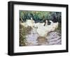 Ducks Paddling-Paul Gribble-Framed Giclee Print