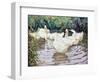 Ducks Paddling-Paul Gribble-Framed Giclee Print