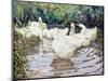 Ducks Paddling-Paul Gribble-Mounted Giclee Print