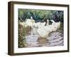 Ducks Paddling-Paul Gribble-Framed Giclee Print