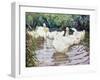 Ducks Paddling-Paul Gribble-Framed Giclee Print