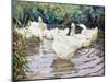 Ducks Paddling-Paul Gribble-Mounted Giclee Print