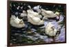 Ducks Swimming in a Sunlit Lake-Alexander Koester-Framed Giclee Print