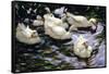 Ducks Swimming in a Sunlit Lake-Alexander Koester-Framed Stretched Canvas
