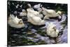 Ducks Swimming in a Sunlit Lake-Alexander Koester-Stretched Canvas