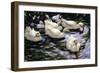 Ducks Swimming in a Sunlit Lake-Alexander Koester-Framed Giclee Print