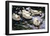 Ducks Swimming in a Sunlit Lake-Alexander Koester-Framed Giclee Print