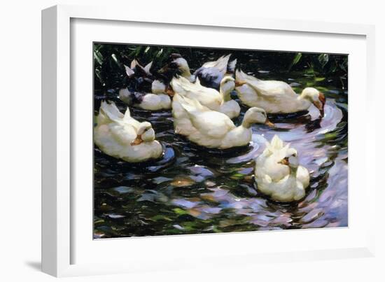 Ducks Swimming in a Sunlit Lake-Alexander Koester-Framed Giclee Print