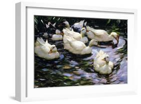 Ducks Swimming in a Sunlit Lake-Alexander Koester-Framed Giclee Print