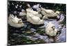 Ducks Swimming in a Sunlit Lake-Alexander Koester-Mounted Giclee Print