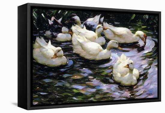 Ducks Swimming in a Sunlit Lake-Alexander Koester-Framed Stretched Canvas