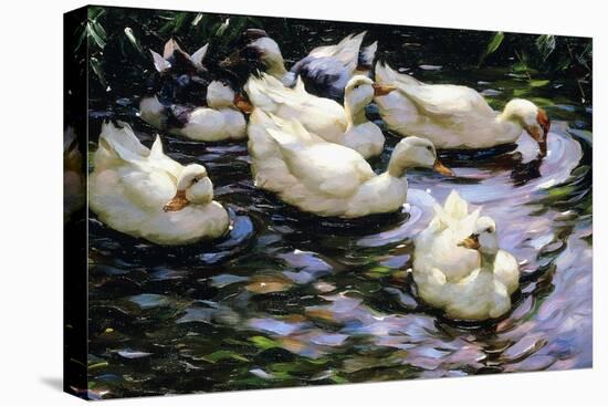 Ducks Swimming in a Sunlit Lake-Alexander Koester-Stretched Canvas