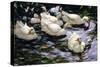 Ducks Swimming in a Sunlit Lake-Alexander Koester-Stretched Canvas
