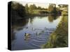 Ducks Swimming in the Worcester and Birmingham Canal, Astwood Locks, Hanbury, Midlands-David Hughes-Stretched Canvas