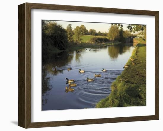 Ducks Swimming in the Worcester and Birmingham Canal, Astwood Locks, Hanbury, Midlands-David Hughes-Framed Photographic Print