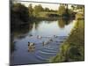 Ducks Swimming in the Worcester and Birmingham Canal, Astwood Locks, Hanbury, Midlands-David Hughes-Mounted Photographic Print
