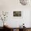 Ducks under Birch Twigs-Alexander Koester-Framed Giclee Print displayed on a wall