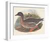 Ducks-null-Framed Art Print