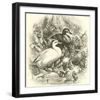 Ducks-null-Framed Giclee Print