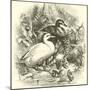 Ducks-null-Mounted Giclee Print
