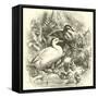 Ducks-null-Framed Stretched Canvas