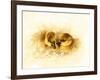 Ducks-null-Framed Giclee Print